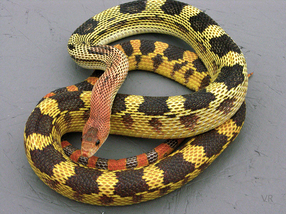 Durango Mtn. Pine Snake