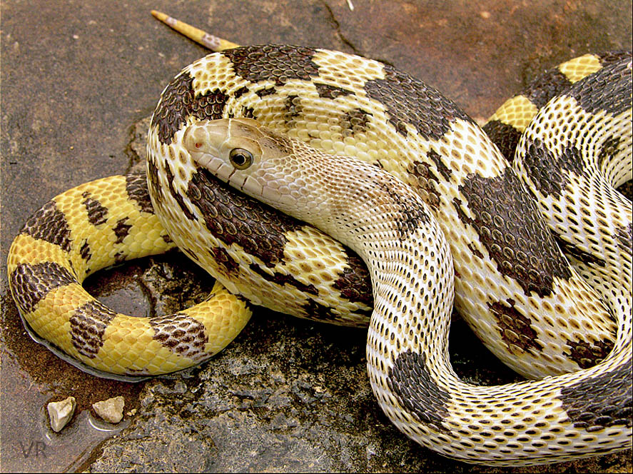 Durango Mtn. Pine Snake