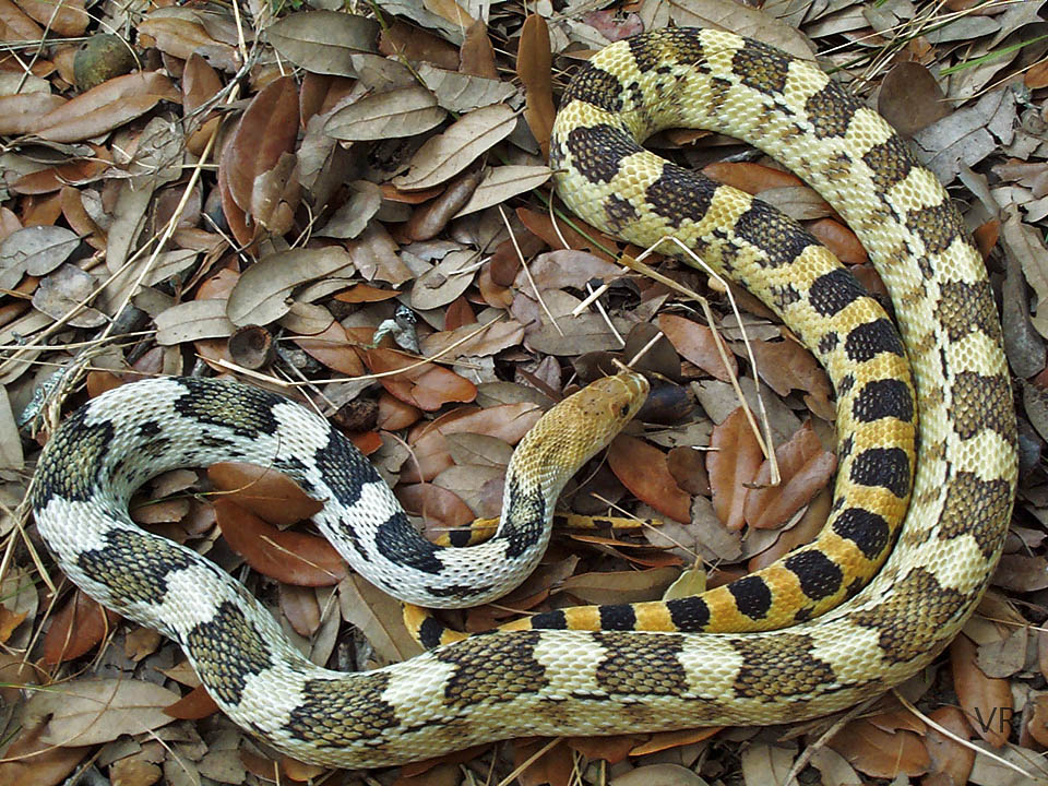 Durango Mtn. Pine Snake