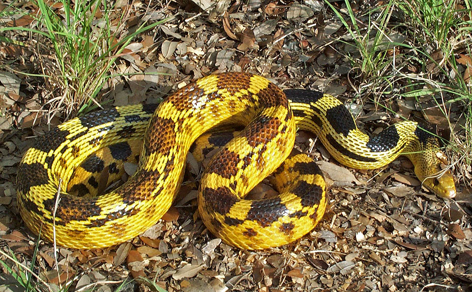 Durango Mountain
                  Pine Snake