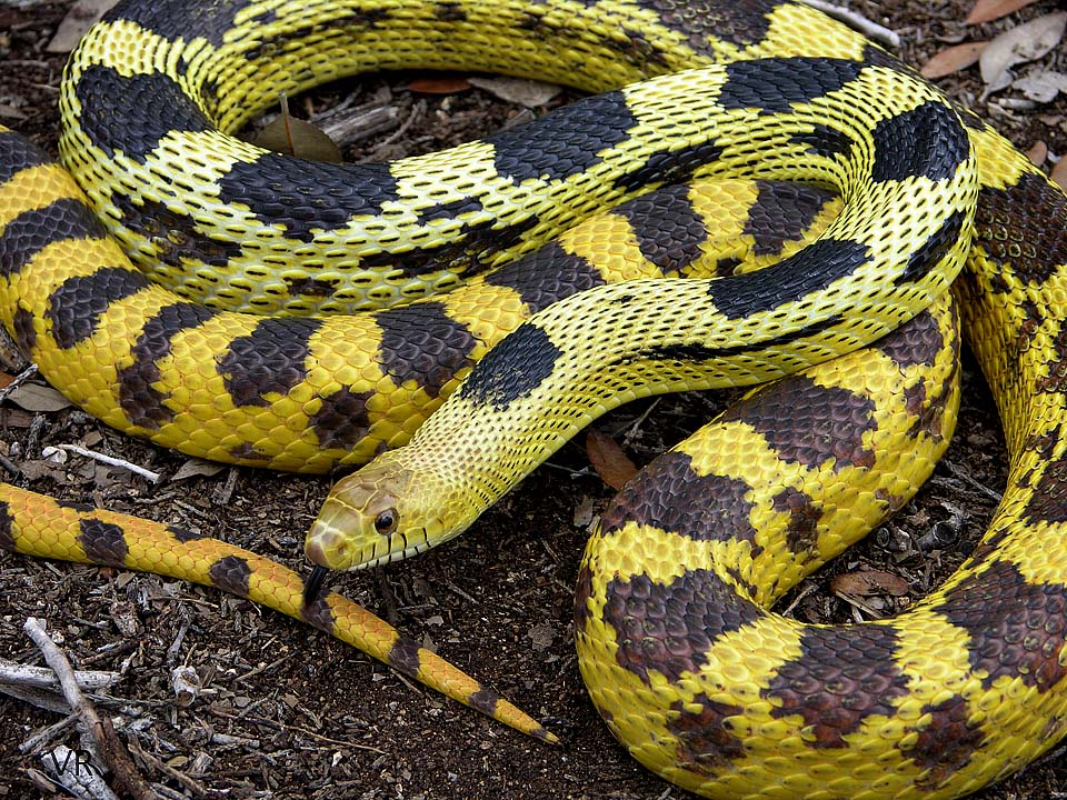 Durango Mtn. Pine Snake