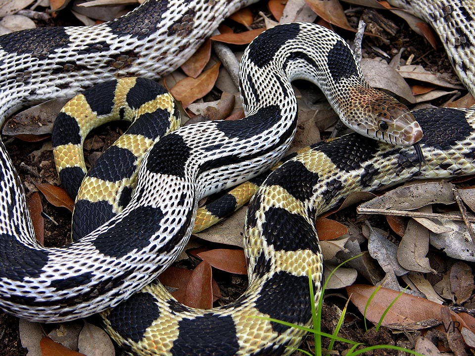 Durango Mtn. Pine Snake