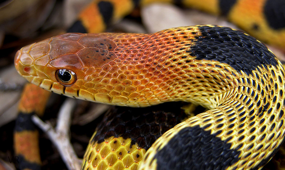 Durango Mtn. Pine Snake