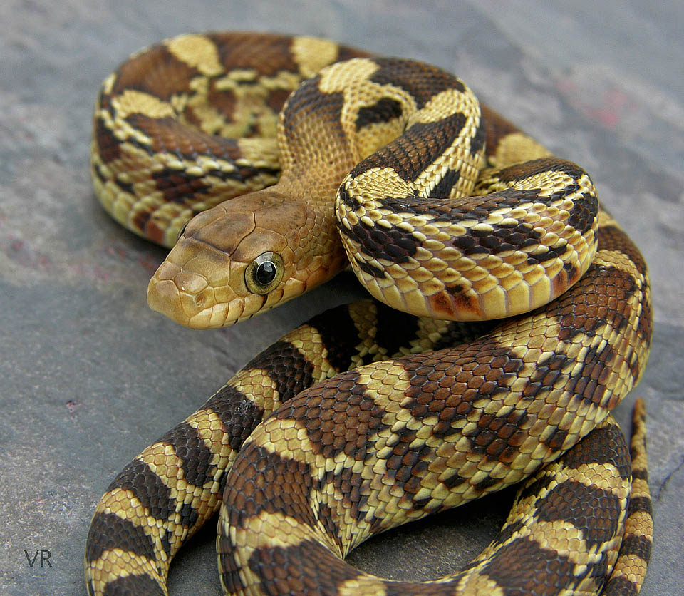 Durango Mountain
                  Pine Snake