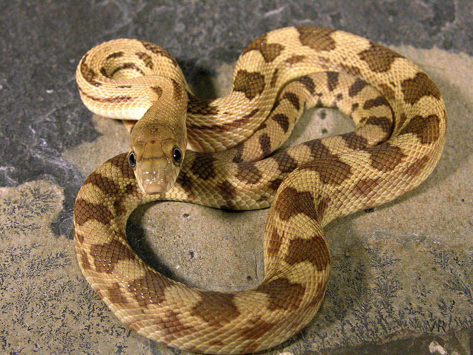 Durango Mtn. Pine Snake