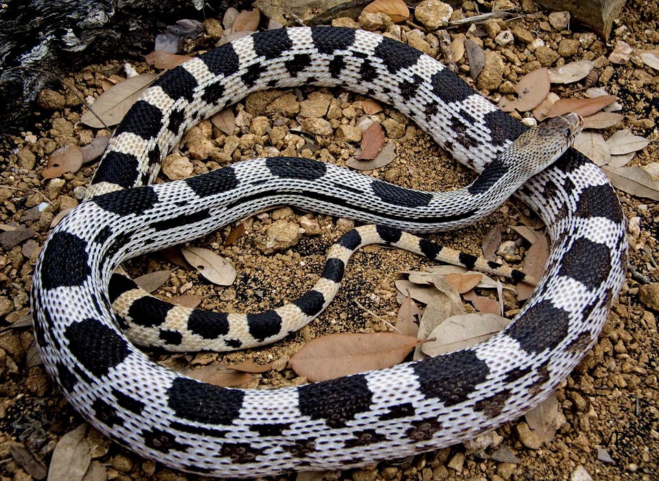 Durango Mountain Pine Snake