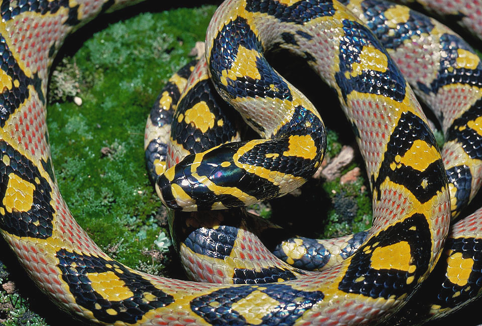 Mandarin Rat Snake