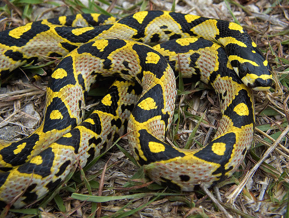 Mandarin Rat Snake