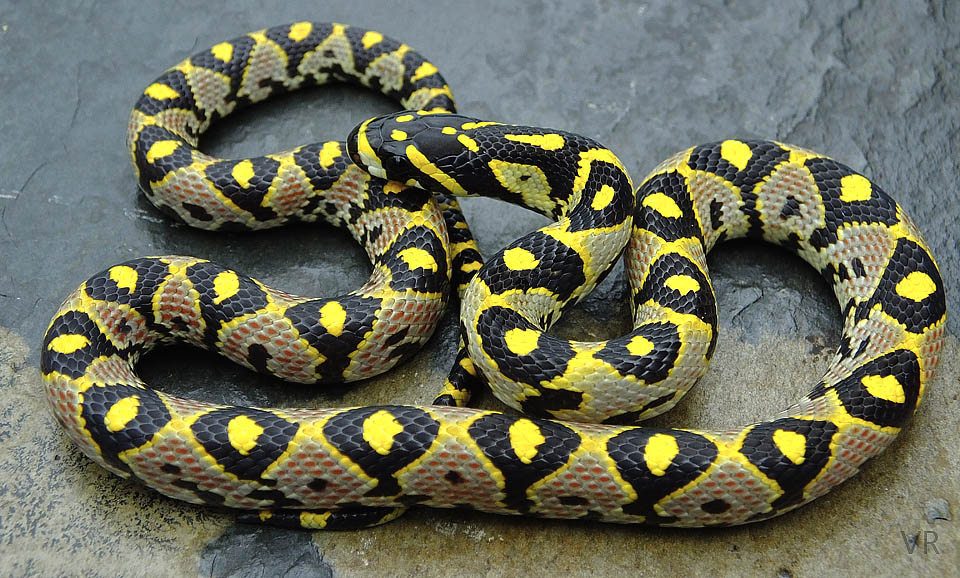 Mandarin Rat
                    Snake