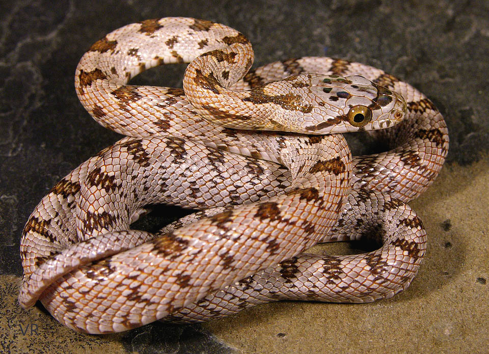 Metallic Bairds Rat
                  Snake