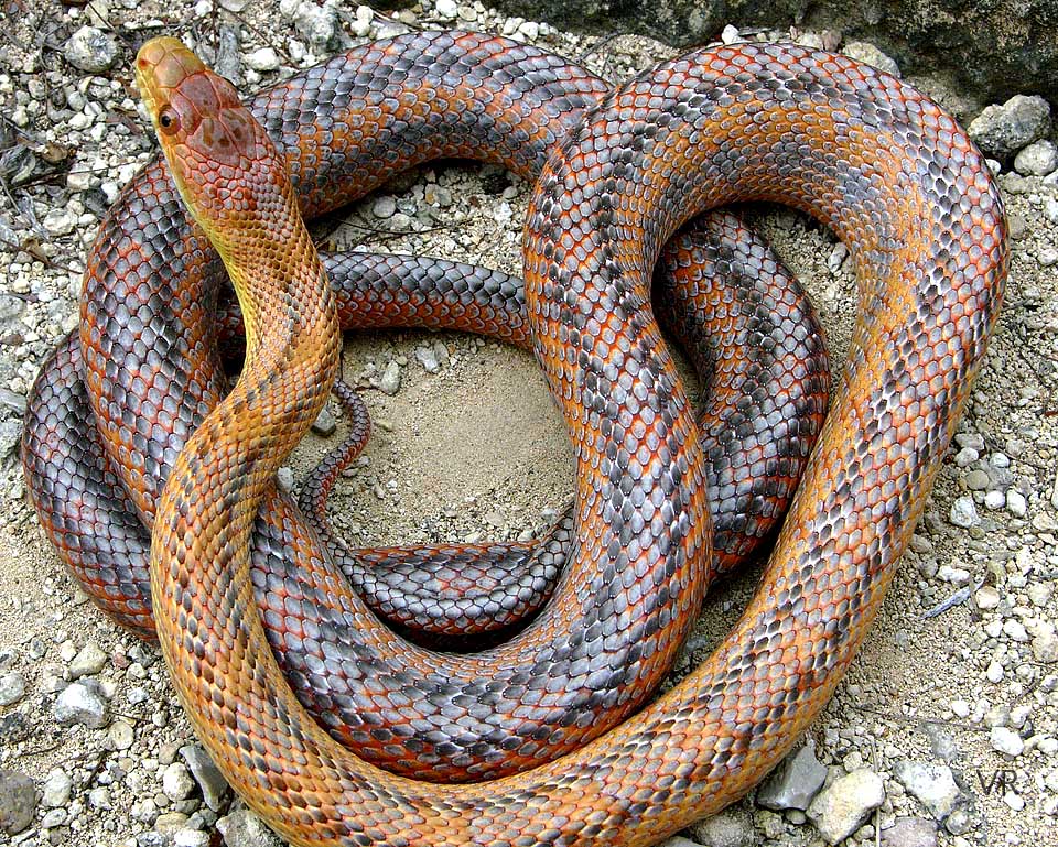 Metallic Bairds Rat Snake