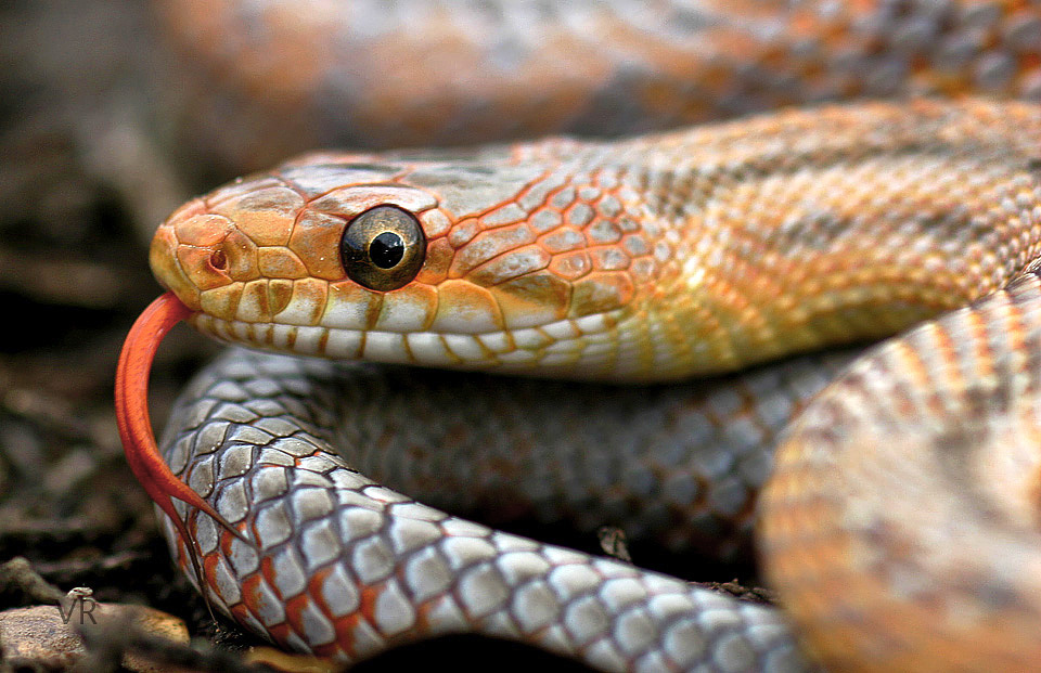 Metallic Bairds Rat
                  Snake