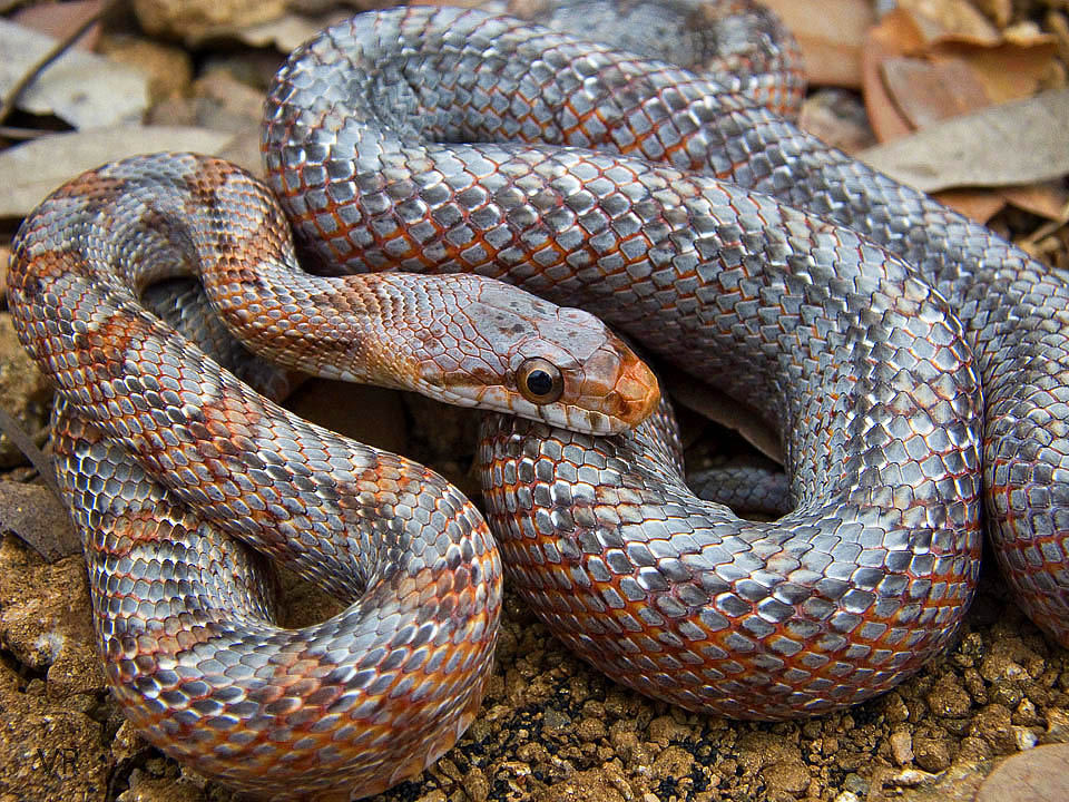 Metallic Bairds Rat
                  Snake