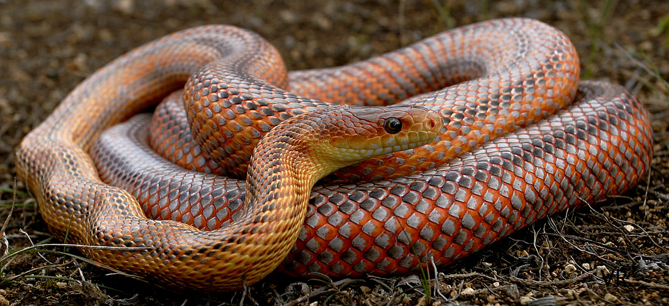 Metallic Bairds Rat
                  Snake