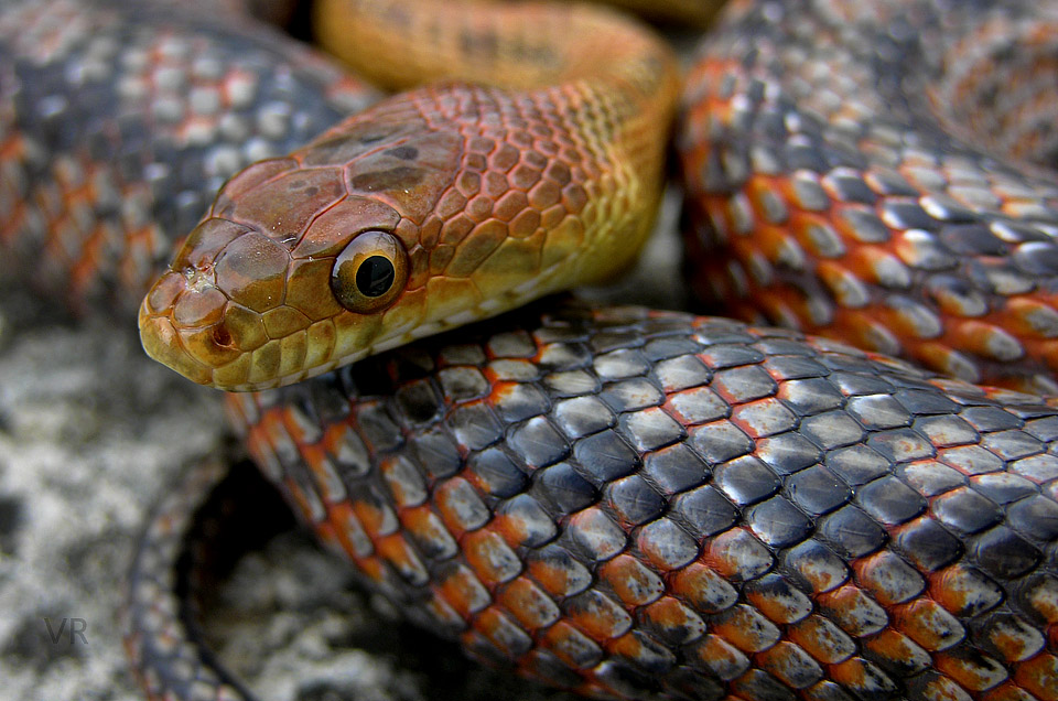 Metallic Bairds Rat
                  Snake