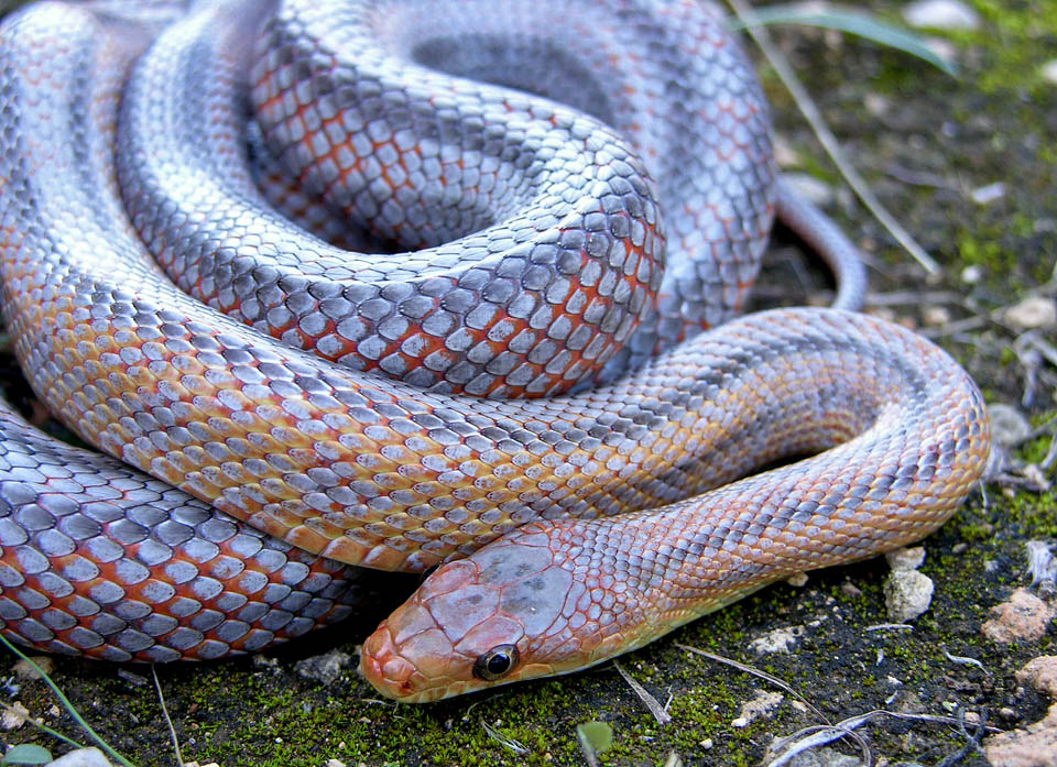 Metallic Bairds Rat
                  Snake