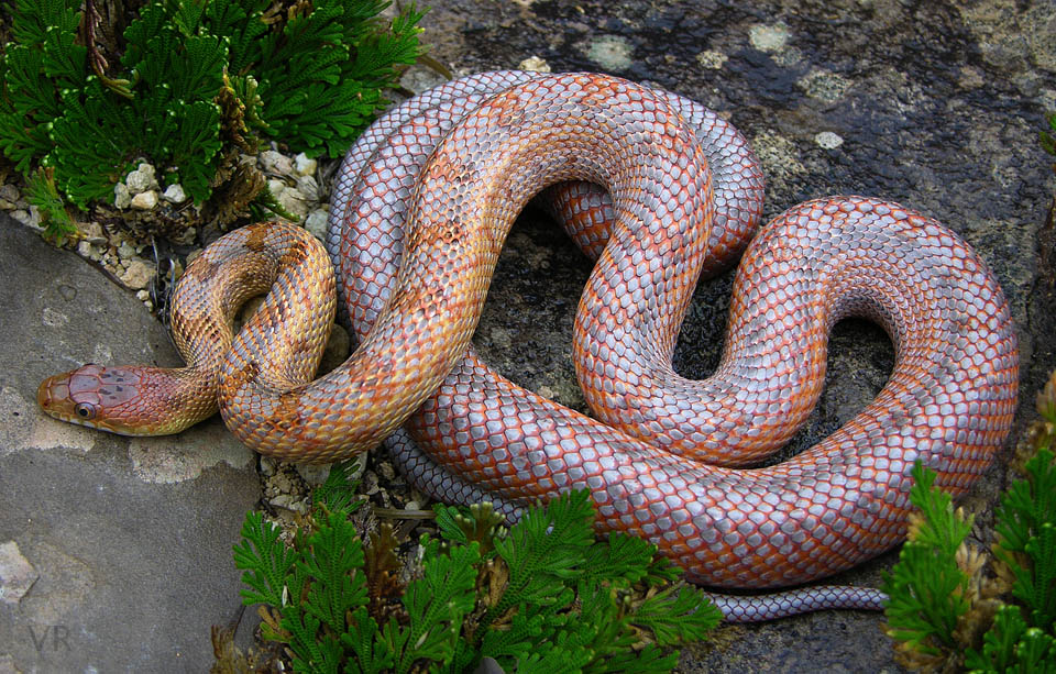 Metallic Bairds Rat
                  Snake