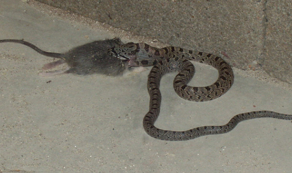 Metallic Bairds Rat
                  Snake