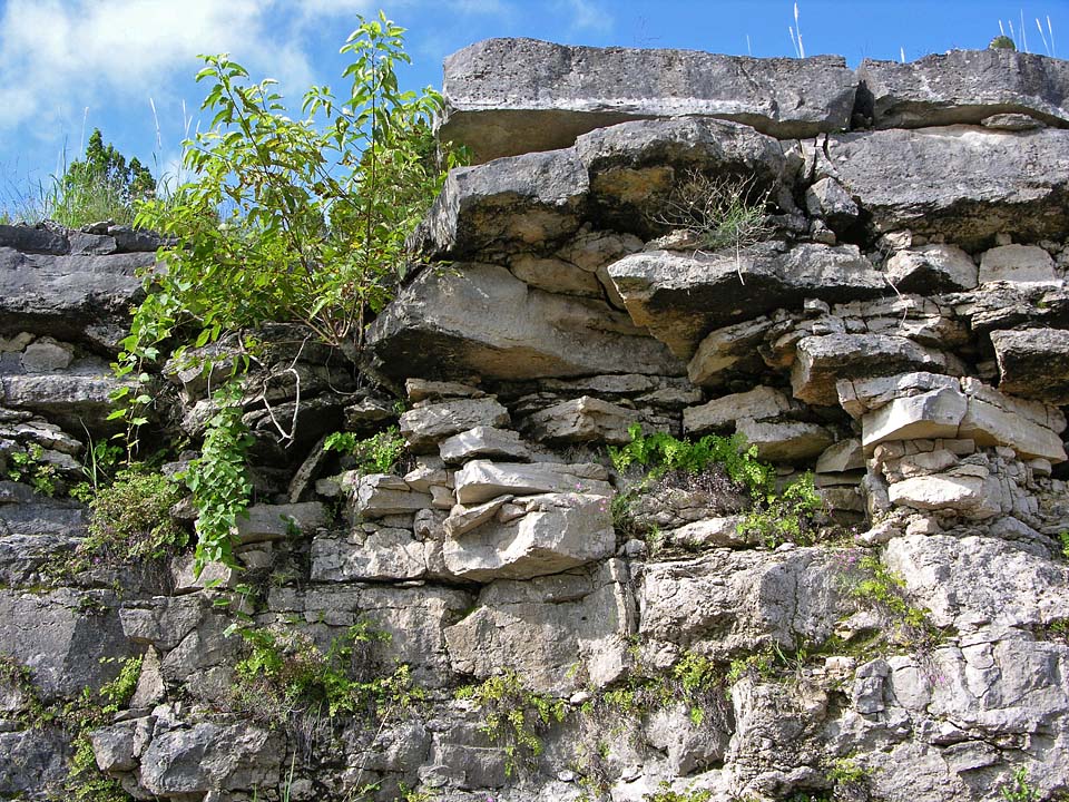Metallic Bairds Rat
                  Snake