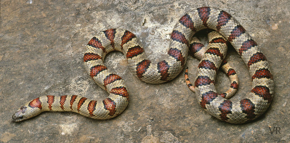 Variable Kingsnake - Thayeri