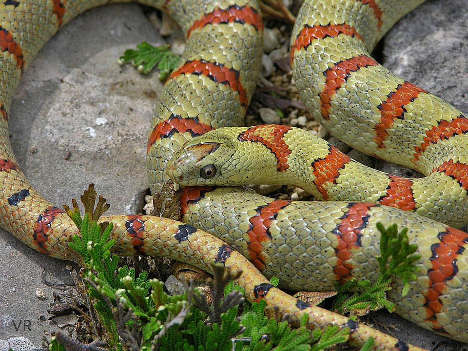 Variable Kingsnake - Thayeri