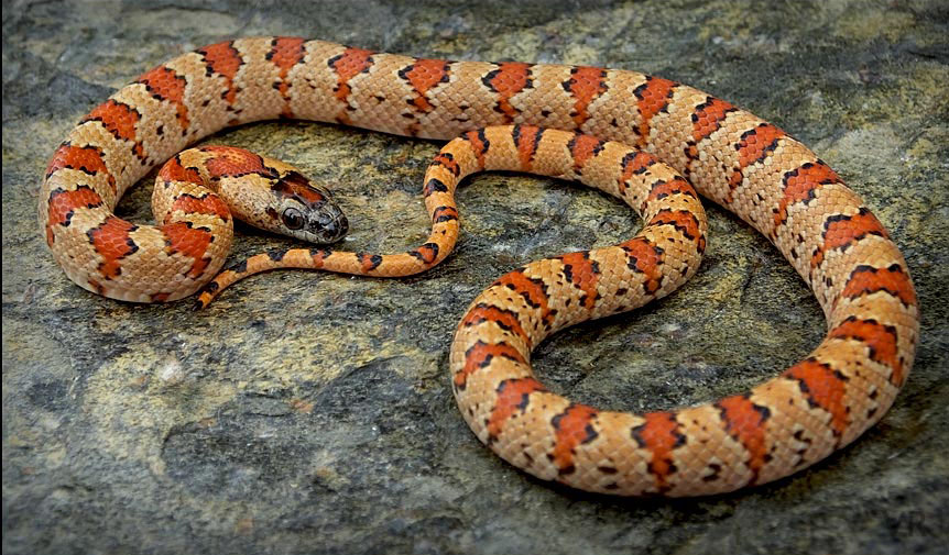 Variable Kingsnake - Thayeri