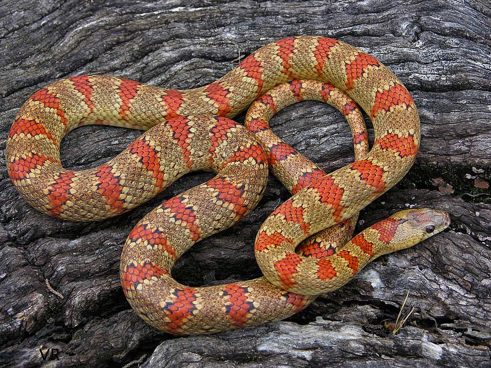 EarthTone
                  Variable Kingsnake