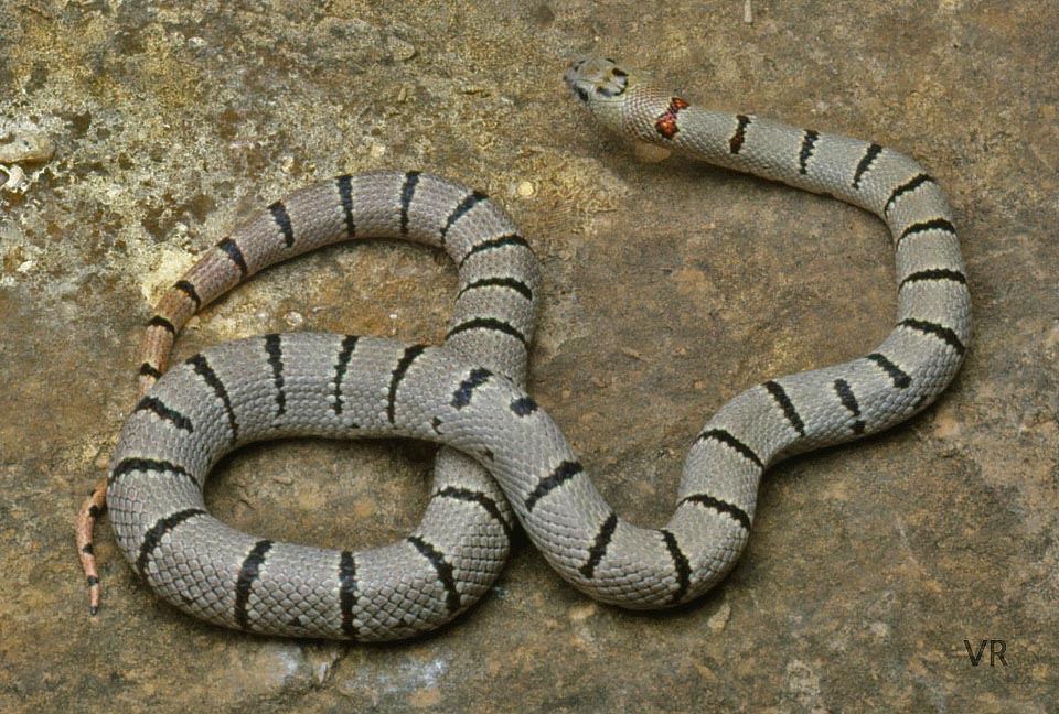 Variable Kingsnake - Thayeri