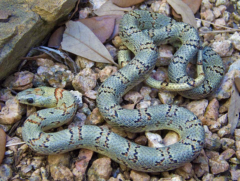 Variable Kingsnake