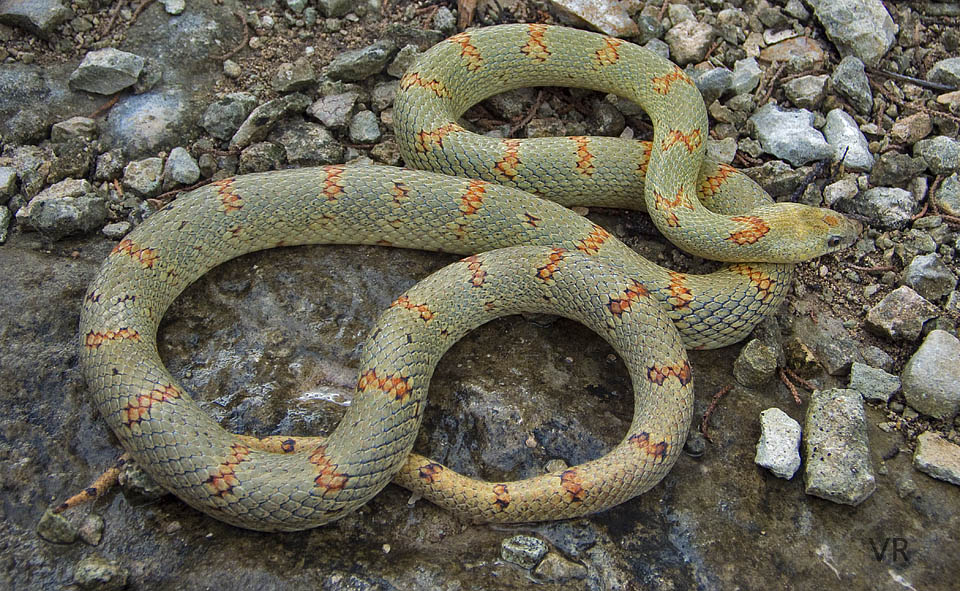 EarthTone
                  Variable Kingsnake