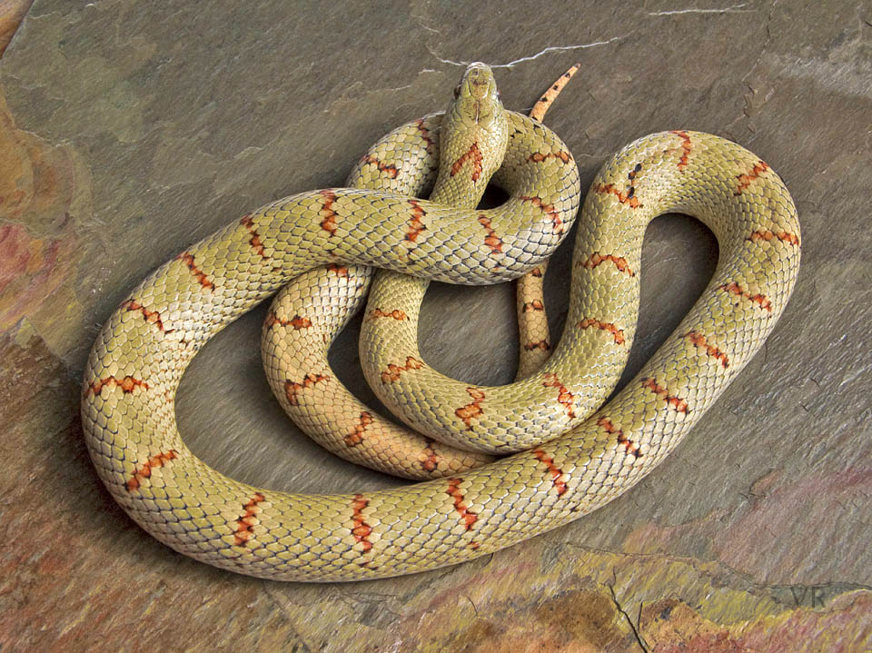 EarthTone
                  Variable Kingsnake