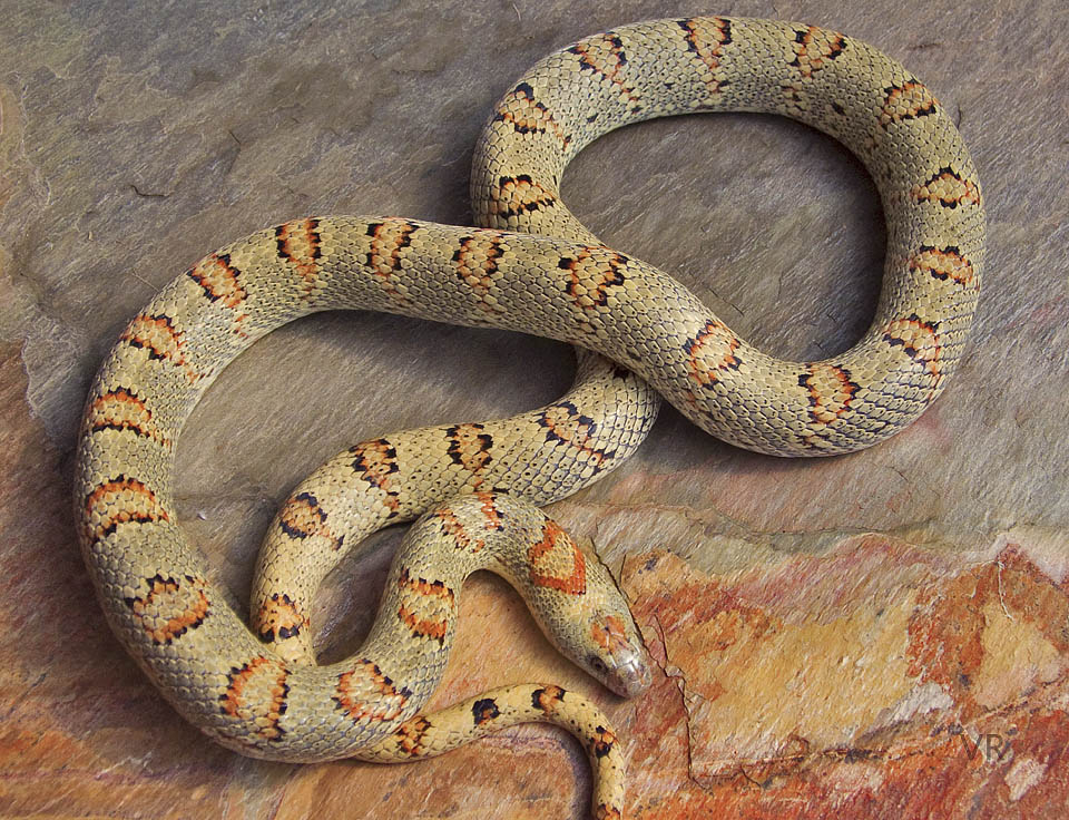 EarthTone
                  Variable Kingsnake