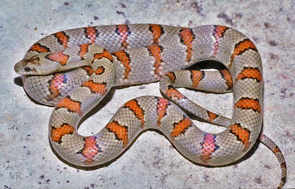 Variable Kingsnake - Thayeri