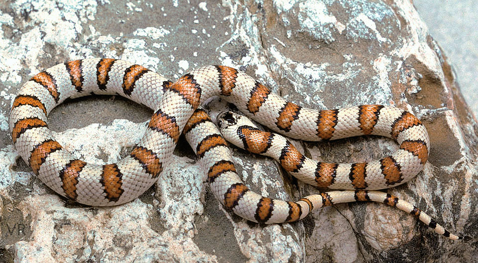 Variable Kingsnake - Thayeri