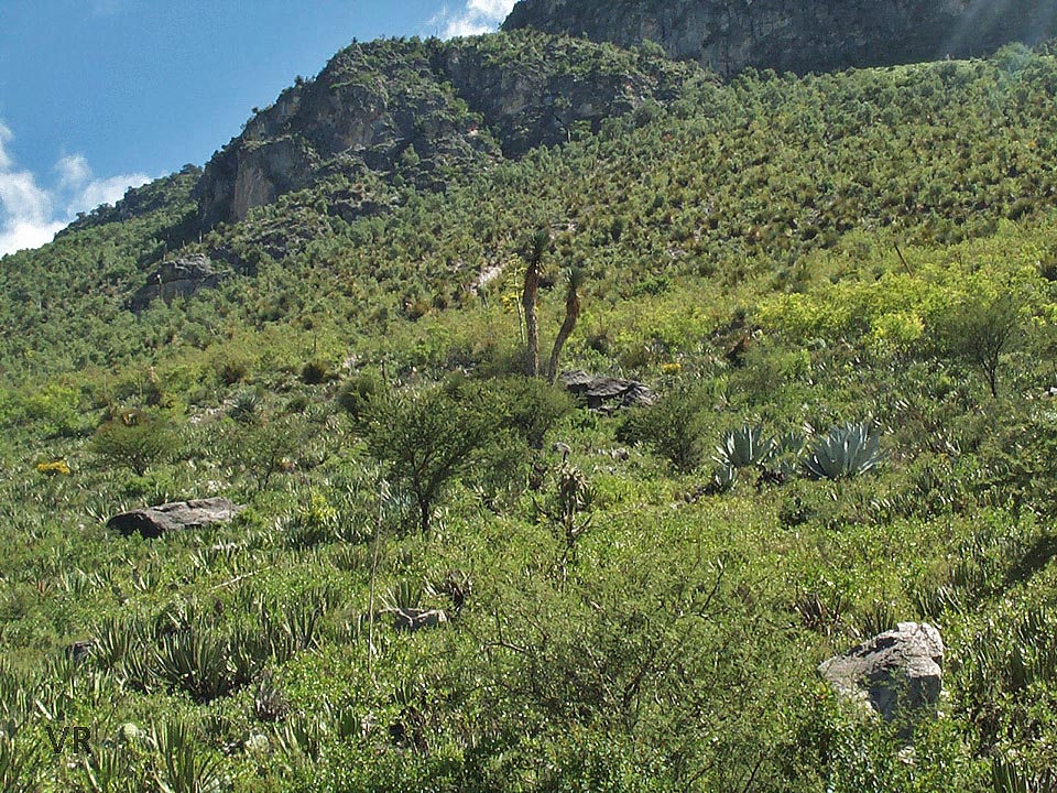 Variable Kingsnake Habitat