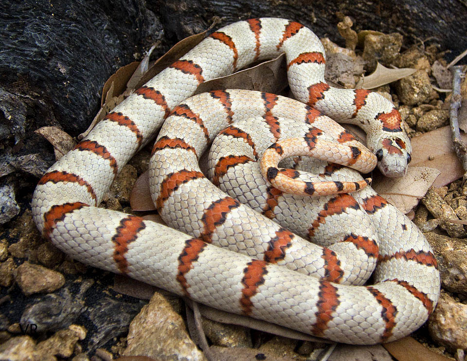 Variable Kingsnake - Thayeri