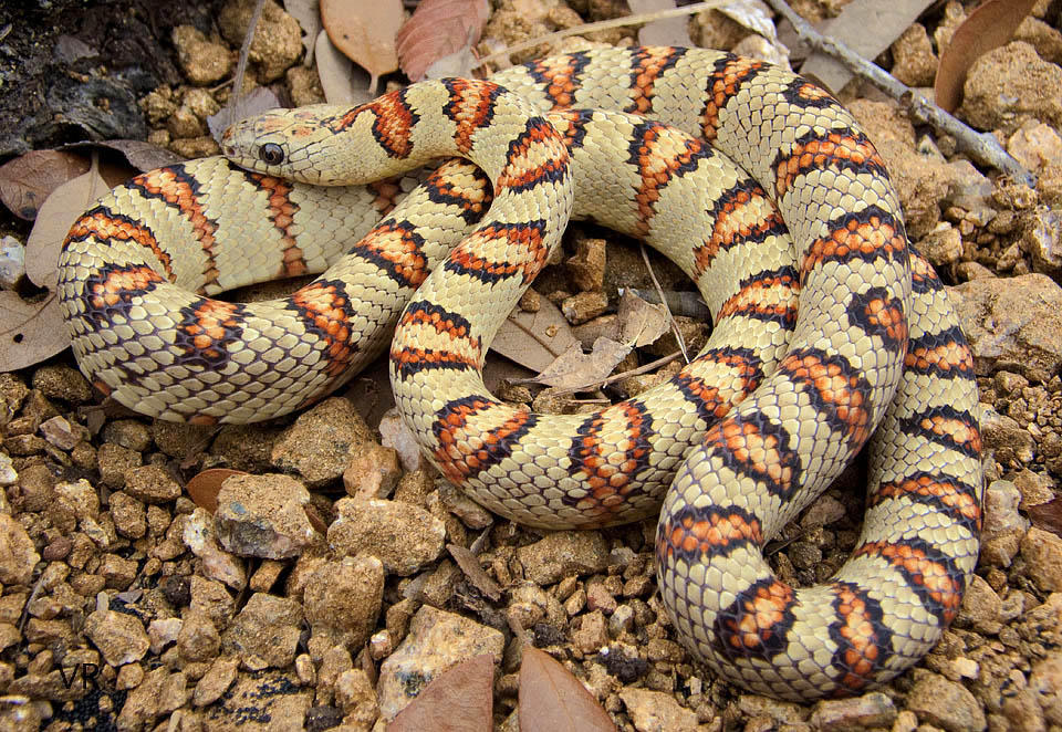 Variable
                  Kingsnake