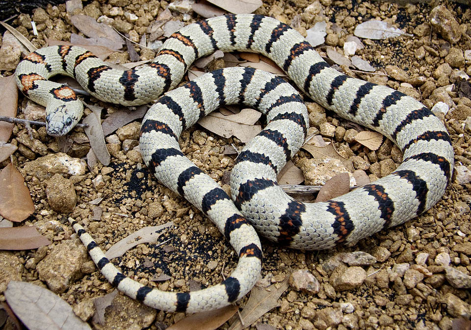 Variable
                  Kingsnake