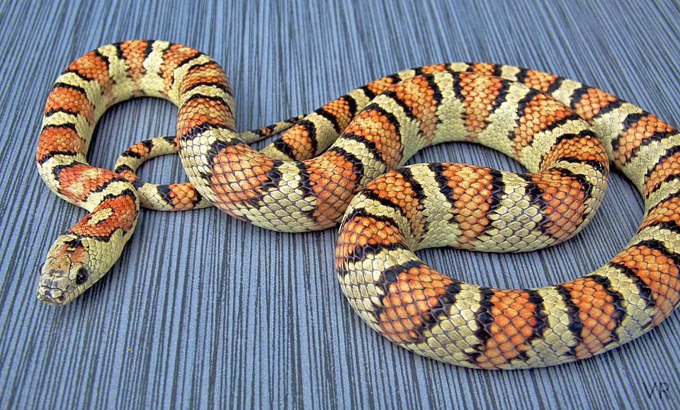 Variable Kingsnake - Thayeri