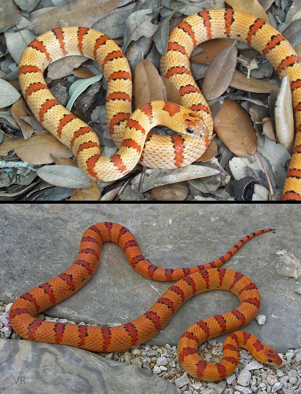 Variable Kingsnake - Thayeri