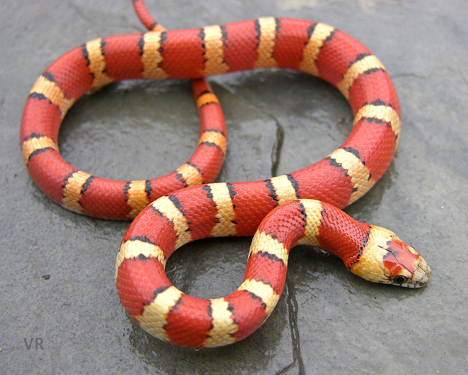 Variable Kingsnake - Thayeri