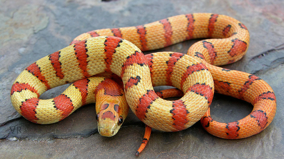 Variable Kingsnake - Thayeri