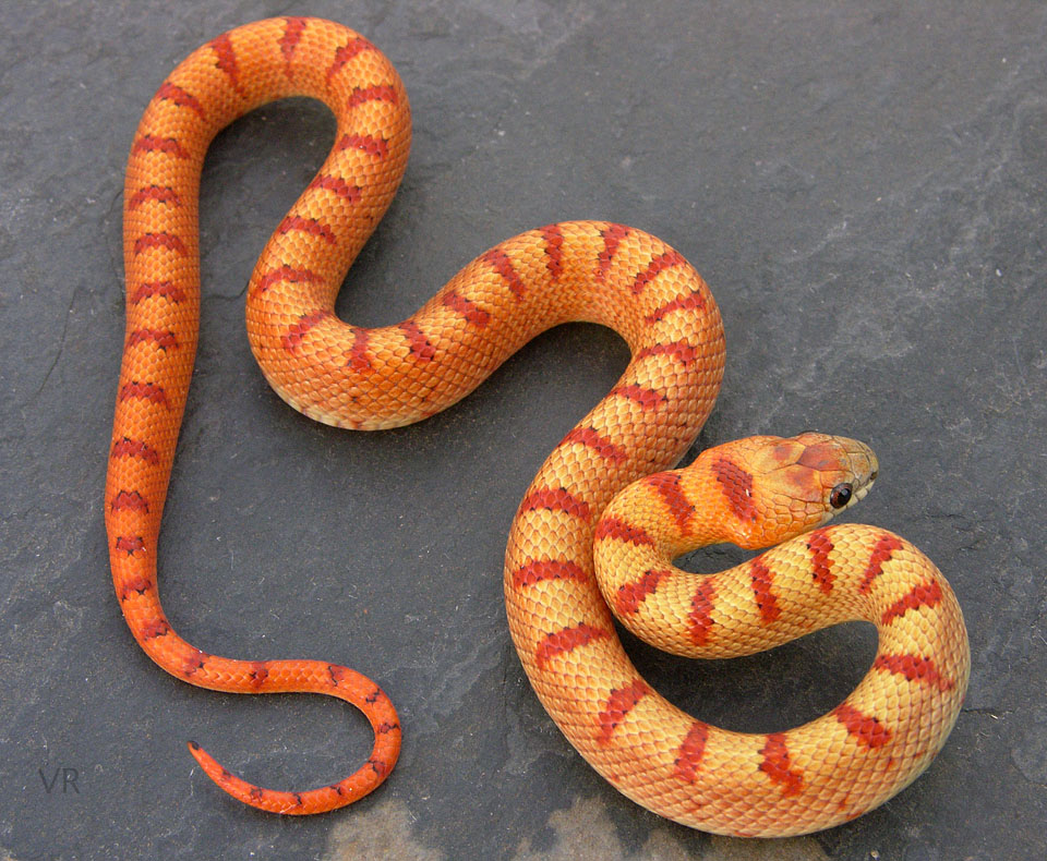 Variable Kingsnake - Thayeri