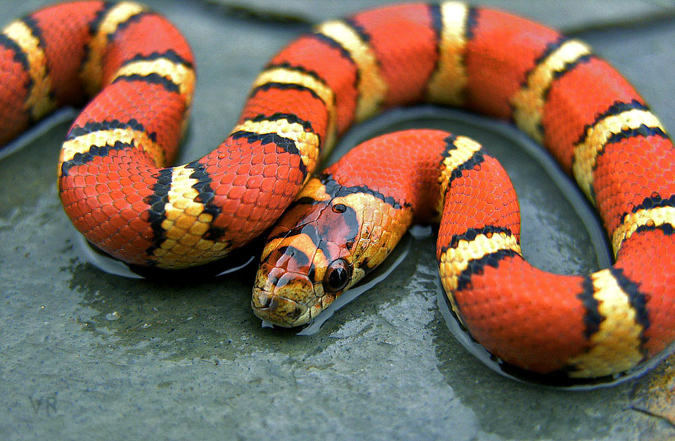 EarthTone
                  Variable Kingsnake