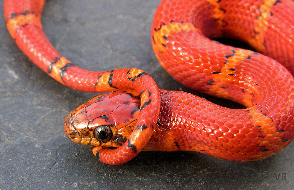 Variable Kingsnake - Thayeri