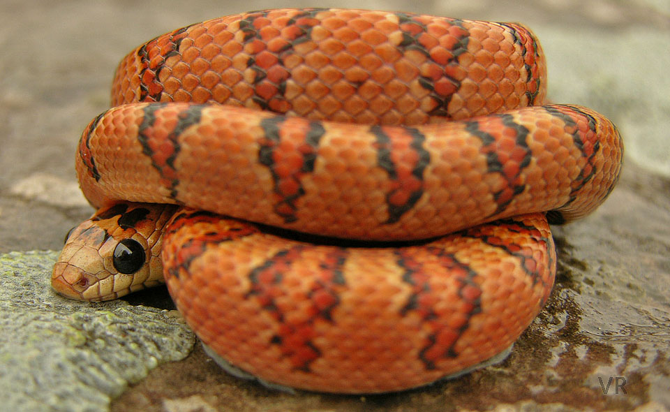 Variable Kingsnake - Thayeri