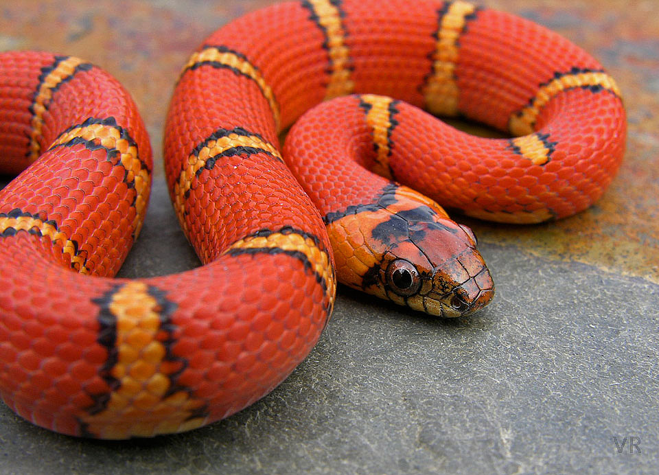 Variable Kingsnake - Thayeri