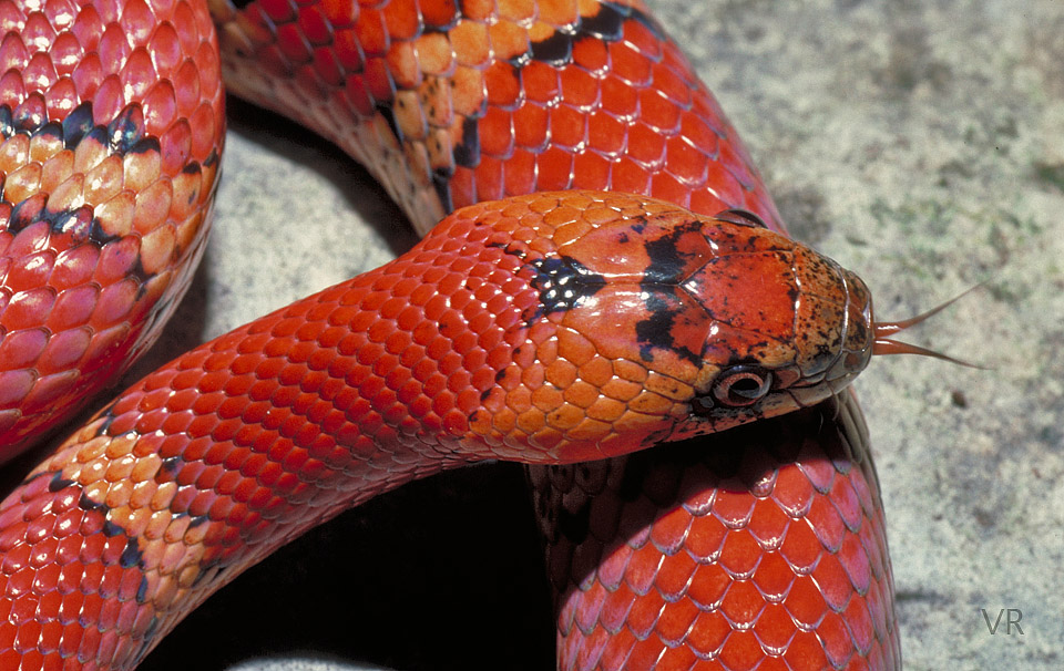 Variable Kingsnake - Thayeri