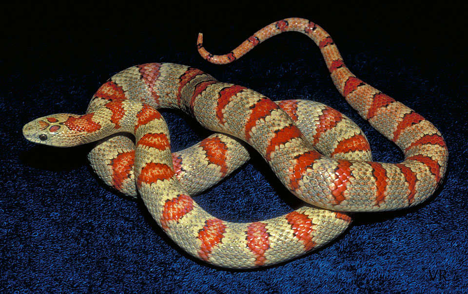 Variable Kingsnake - Thayeri