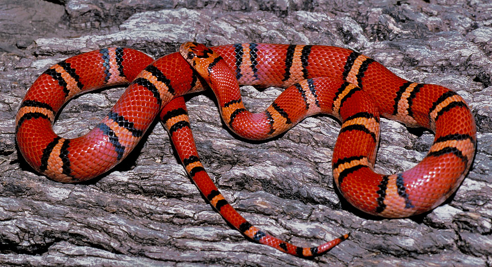 Variable Kingsnake - Thayeri